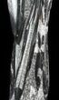 Tall Tower Of Polished Orthoceras (Cephalopod) Fossils #61201-1